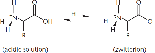 amino acid with protonated amino group in equilibrium with amino acid with protonated amino group and deprotonated carboxyl group