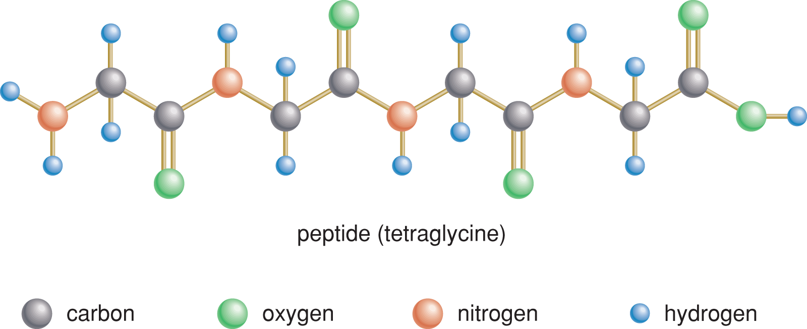 four glycine residues connected by peptide bonds