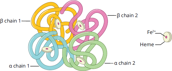 four large ribbon structures in close proximity with wireframe heme molecules in each subunit (ribbon structure)