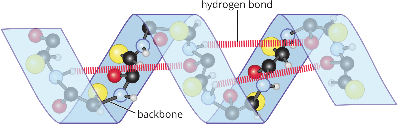 spiraling protein with hydrogen bonds between amino acids four residues apart