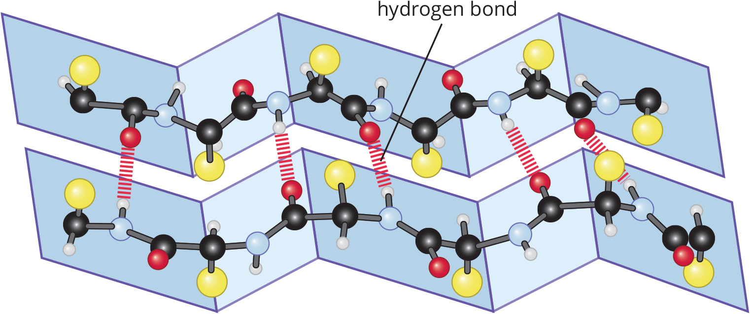 two zig-zagging structures connected by hydrogen bonds