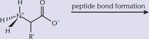 formation of a peptide bond from amino acid subunits