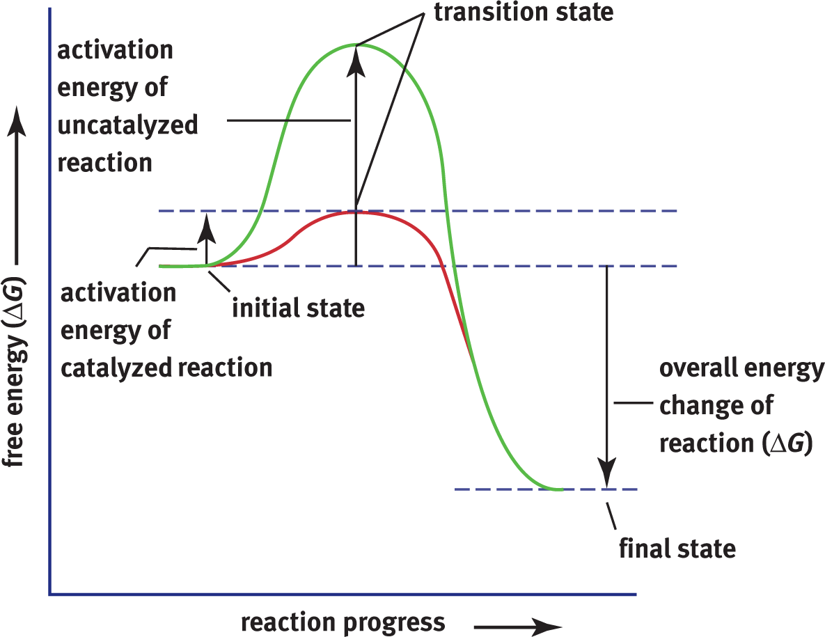 graph of free energy v. reaction progress; with catalyst, activation energy is lower but delta G of reaction is constant