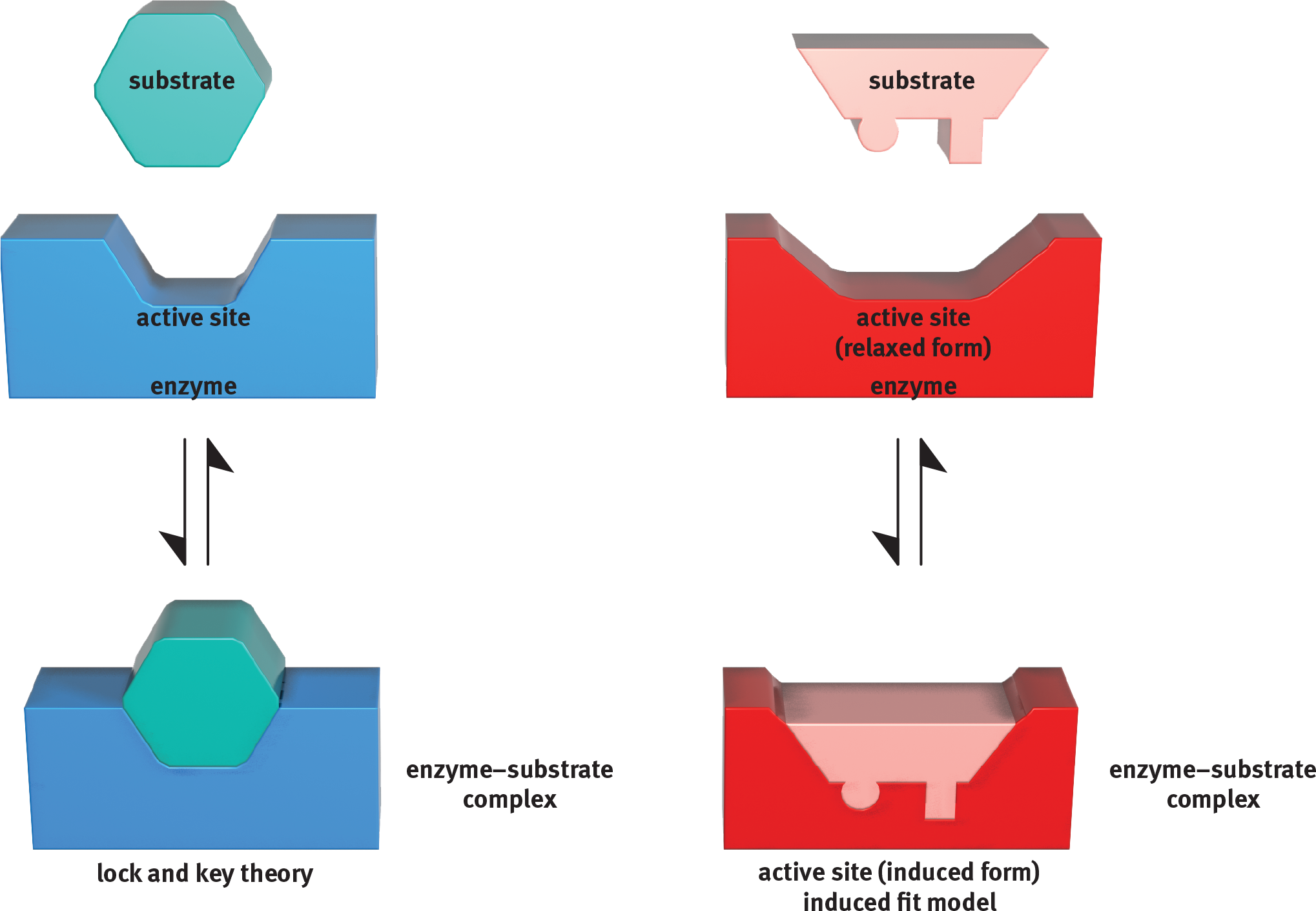lock and key: active site is exactly complementary to substrate coming in; induced fit: active site fits around substrate once it arrives