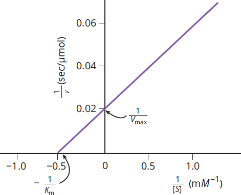 graph of 1/v vs. 1/substrate concentration; y-intercept = 1/vmax; x-intercept = -1/Km