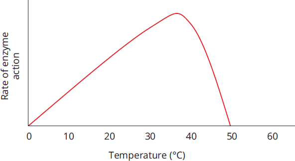 two graphs: rate of enzyme action v. temperature (graph peaks at 37 degrees Celsius); rate of enzyme action v. pH (graph peaks at 7.4)