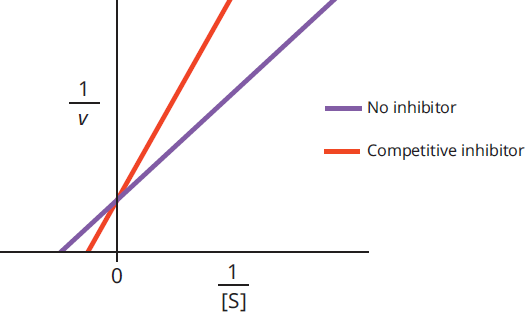 plot of 1/v v. 1/substrate concentration. with inhibitor, line is shifted to have steeper slope but the same y-intercept