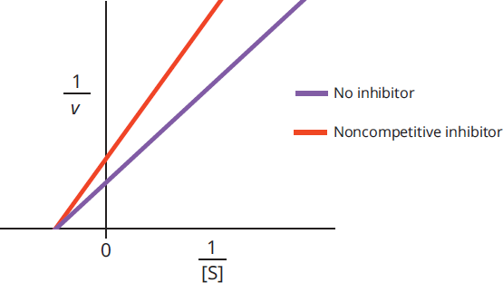 graph of 1/v v. 1/substrate concentration; with inhibitor, line is shifted to have steeper slope but same x-intercept