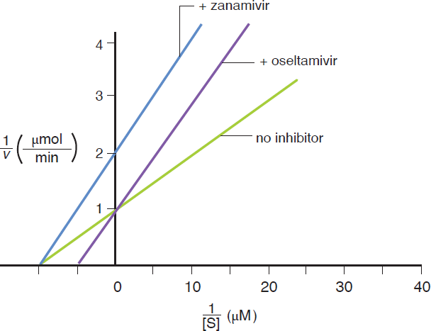 graph of 1/v v. 1/substrate concentration; tamiflu line has same y-intercept as line with no inhibitor but less negative x-intercept; relenza line has same x-intercept as line with no inhibitor  but higher y-intercept
