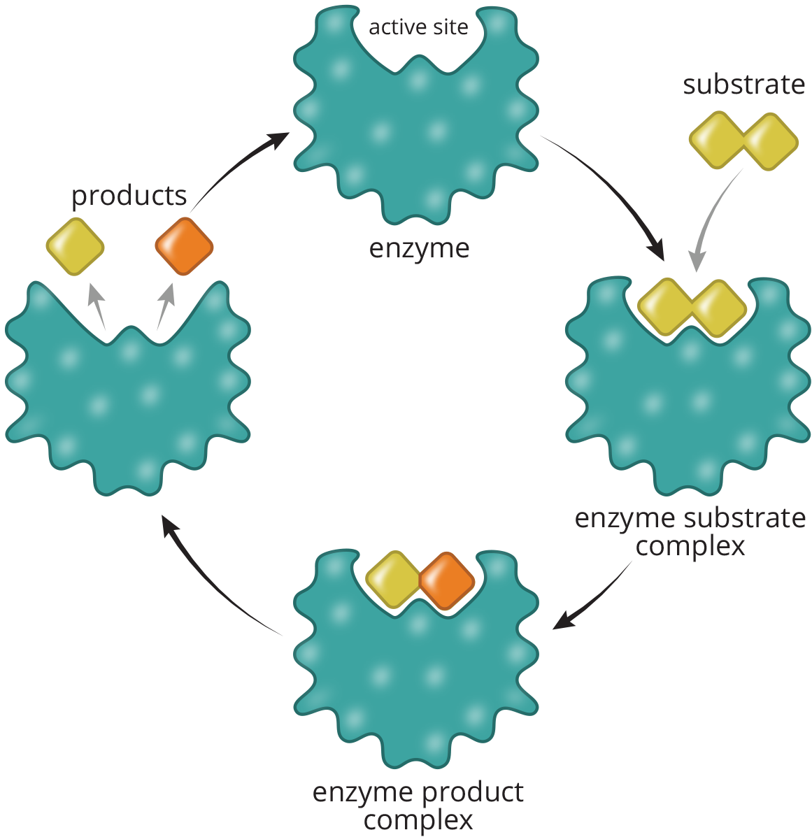 two molecules held in divet in enzyme; part of one molecule moved to the other and the two new molecules exit the enzyme