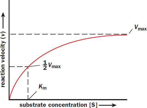 graph of reaction velocity vs. substrate concentration; as substrate increases, reaction velocity increases until it levels off at vmax; Km labeled, which is substrate concentration at 1/2 vmax
