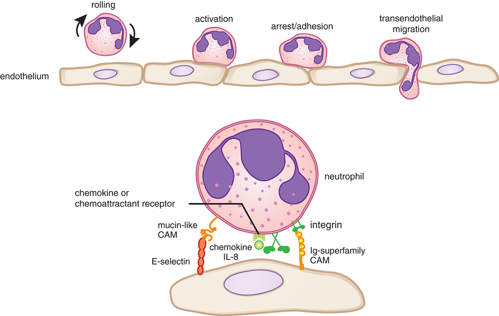 white blood cell attaches to and crosses endothelium using many proteins, including E-selectin, integrin, and others