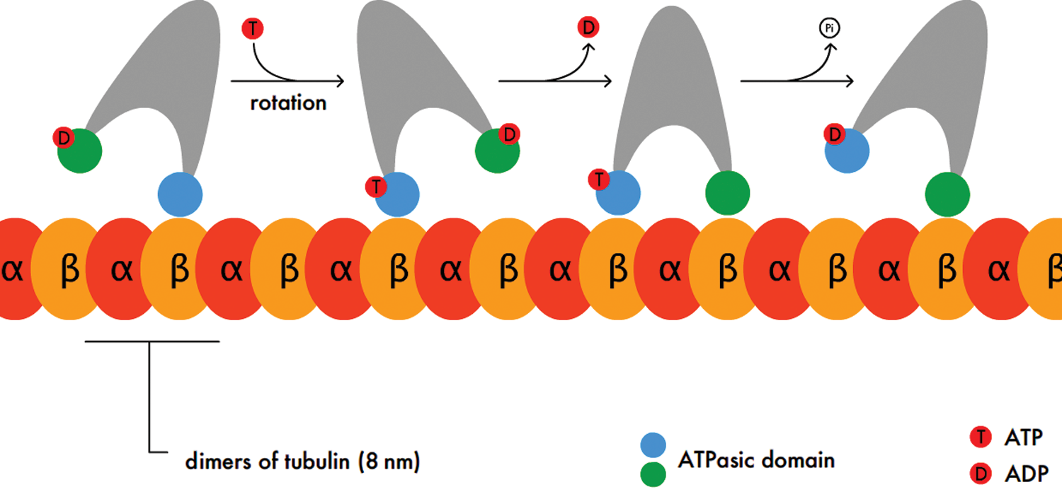 kinesin accepts and hydrolyzes ATP as it walks along microtubule