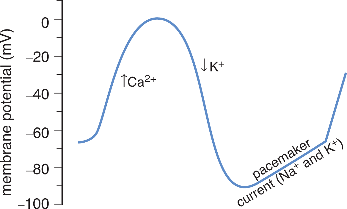 calcium flow causes increased voltage, potassium flow causes decreased voltage, pacemaker current (sodium and potassium) bring back to starting voltage