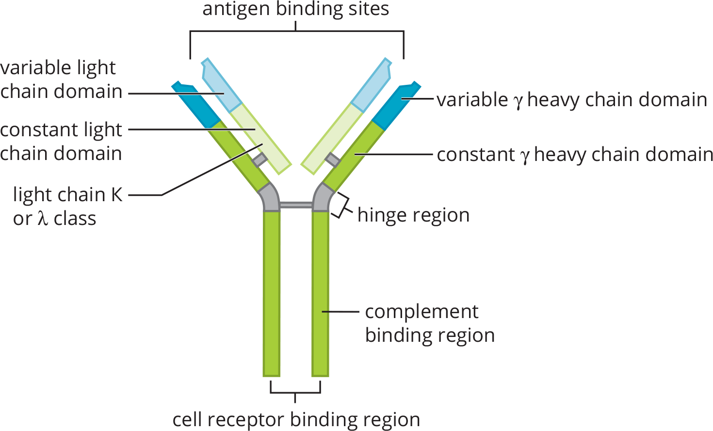 two heavy chains and two light chains connected by disulfide bonds; heavy chain has constant, joining, diversity, and variable regions; light chain has constant, joining, and variable regions; antigen-binding site labeled