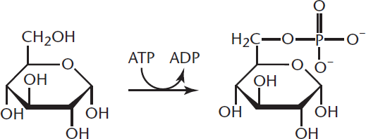glucose converted to glucose-6-phosphate via ATP