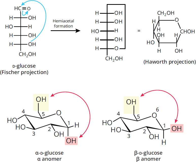 glucose in Fischer projection with C-5 attacking C-1 to form ring form in Haworth project; alpha and beta anomers shown in chair formation