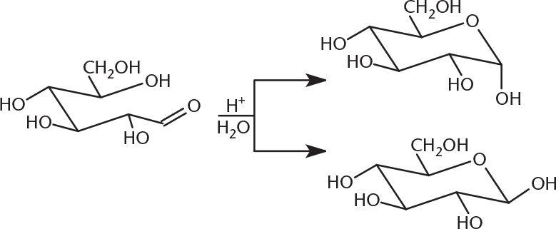 chain aldose forming two different chair sugars that differ at the hydroxyl-containing carbon connected to the ring oxygen
