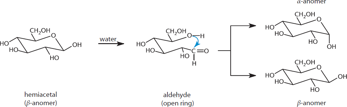 beta anomer opens to chain form and closes to either alpha or beta anomer