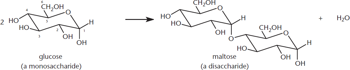 glucose (a monosaccharide) linked to another glucose monomer, forming maltose (a disaccharide) and water