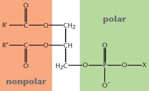 glycerol connected to two fatty acids by ester linkages and to a head group by a phosphodiester linkage