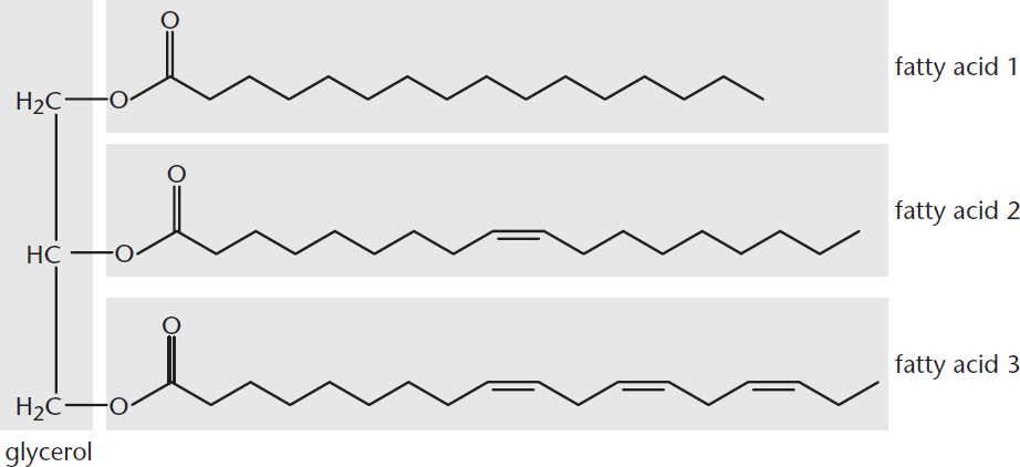 glycerol connected to three fatty acids by ester linkages