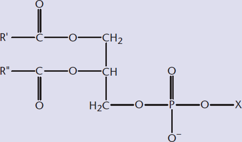 structure of a glycerophospholipid