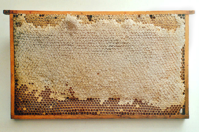 honeycomb