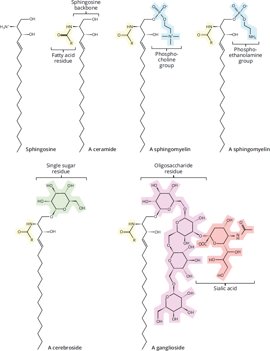 sphingosine, ceramide, sphingomyelins, cerebroside, ganglioside