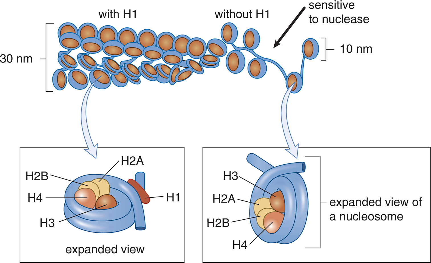 nucleosome contains DNA around H2A, H2B, H3, H4; if H1 present, more compact; if H1 absent, more expanded and sensitive to nuclease