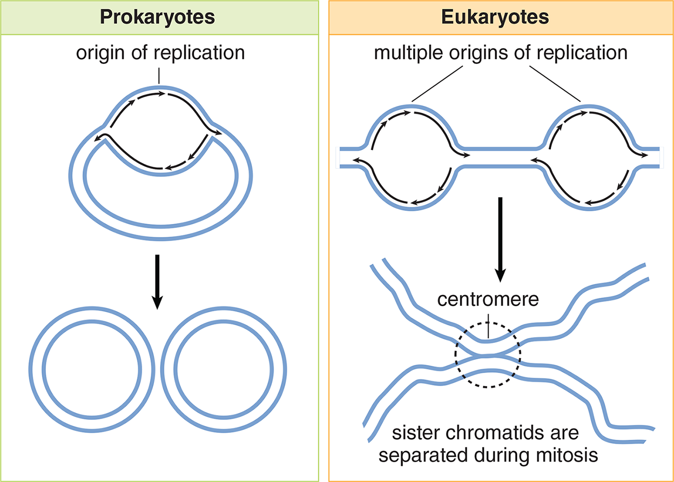 prokaryote: one origin of replication; eukaryote: multiple origins of replication and centromere; sister chromatids separated during mitosis