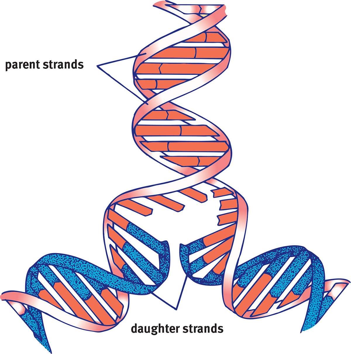 parent strands opened and daughter strands made complementary to each strand