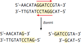 sequence GAATTC is paired with antiparallel GAATTC; EcoRI cuts between G and A to form two sticky ends