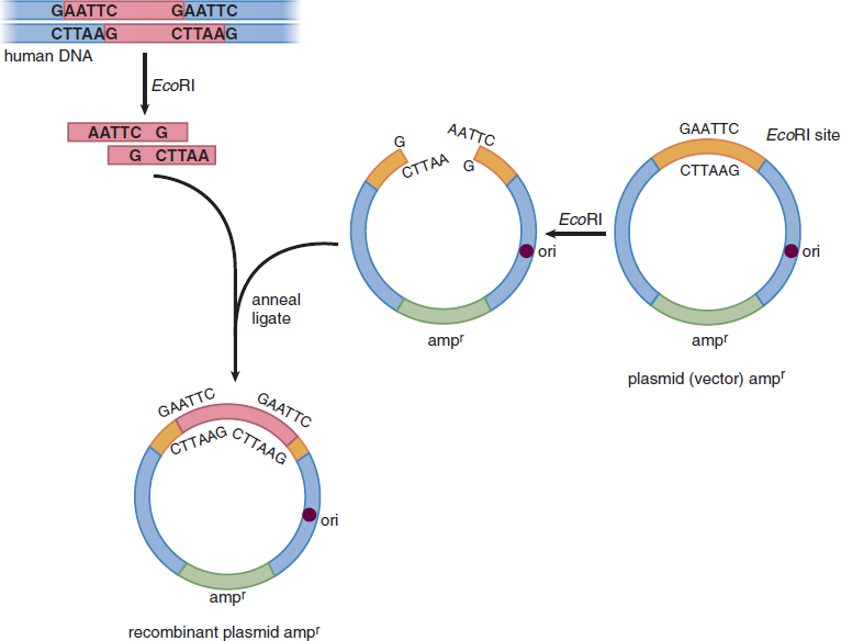 human DNA and plasmid both cut with EcoRI, then brought together to form plasmid with origin of replication, gene for ampicillin resistance, and human DNA of interest