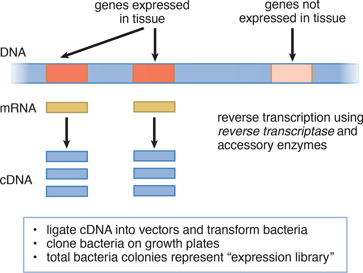 DNA has expressed and not expressed genes; expressed make mRNA, which can then make cDNA, which can be ligated into vectors and grown in bacteria forming an expression library
