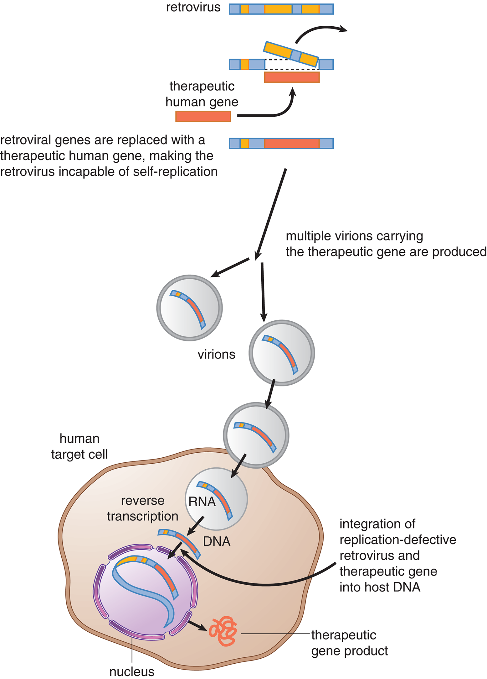 human gene inserted into retrovirus genome, many virions are produced and allowed to infect target cell, integrating the replication-defective retrovirus and therapeutic gene into host DNA, and generating the desired product
