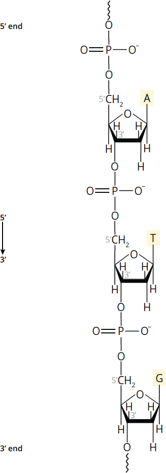 three nucleotides connected by phosphodiester bonds; 5' to 3' order is ATG