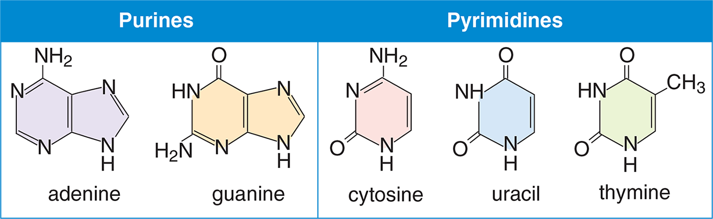 purines (adenine, guanine) and pyrimidines (cytosine, uracil, thymine)