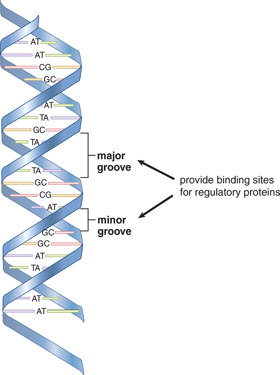 right-handed double helix with major and minor grooves that provide binding sites for regulatory proteins