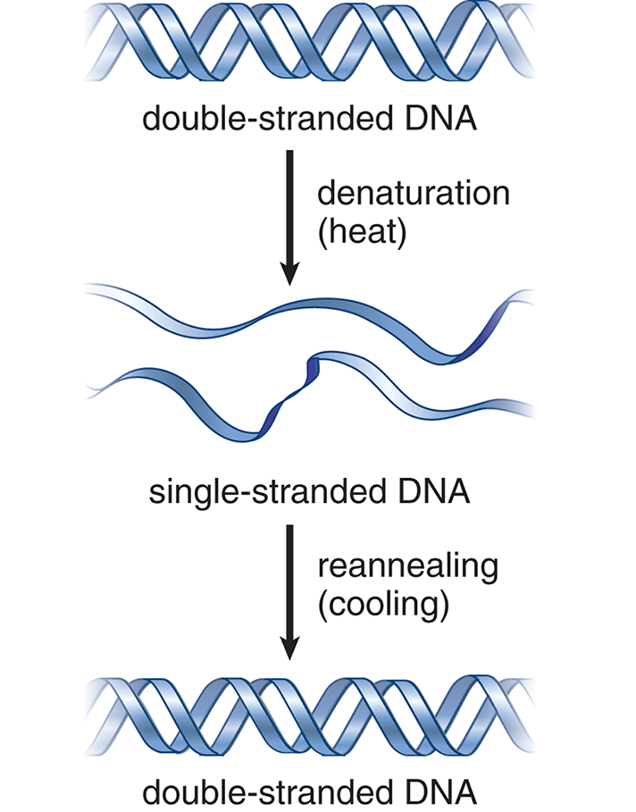 double-stranded DNA denatured by heat to two strands of single-stranded DNA, reannealed by cooling to double-stranded DNA