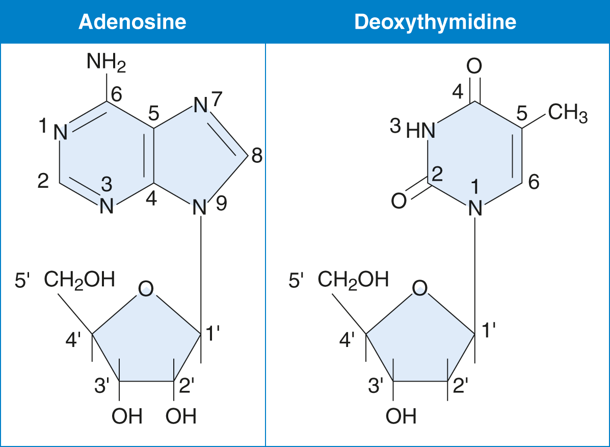 adenosine: ribose and a nitrogenous base connected to C-1'; deoxythymidine: deoxyribose and a nitrogenous base connected to C-1'
