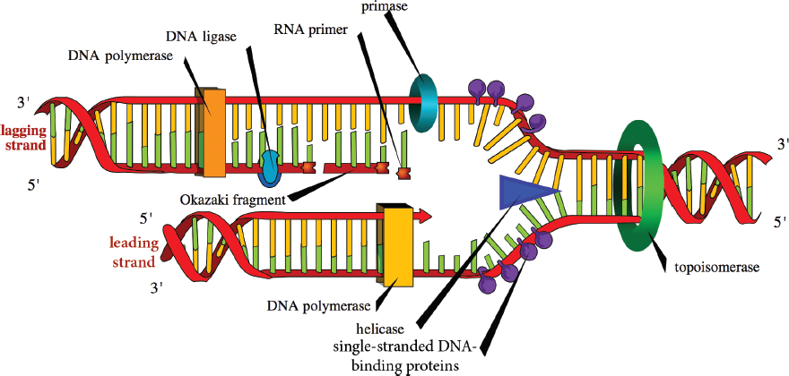 enzymes in caption labeled, Okazaki fragment, single-stranded DNA-binding proteins, primase and RNA primer