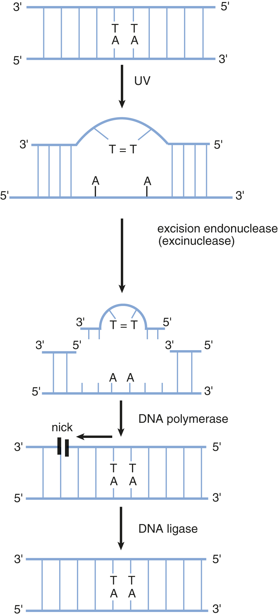 T-T dimer formed, excised by excision endonuclease, filled in by DNA polymerase and nick sealed by DNA ligase