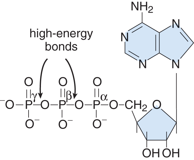 ribose with nitrogenous base connected to C-1' and three phosphates connected to C-5', with high energy bonds between phosphate groups