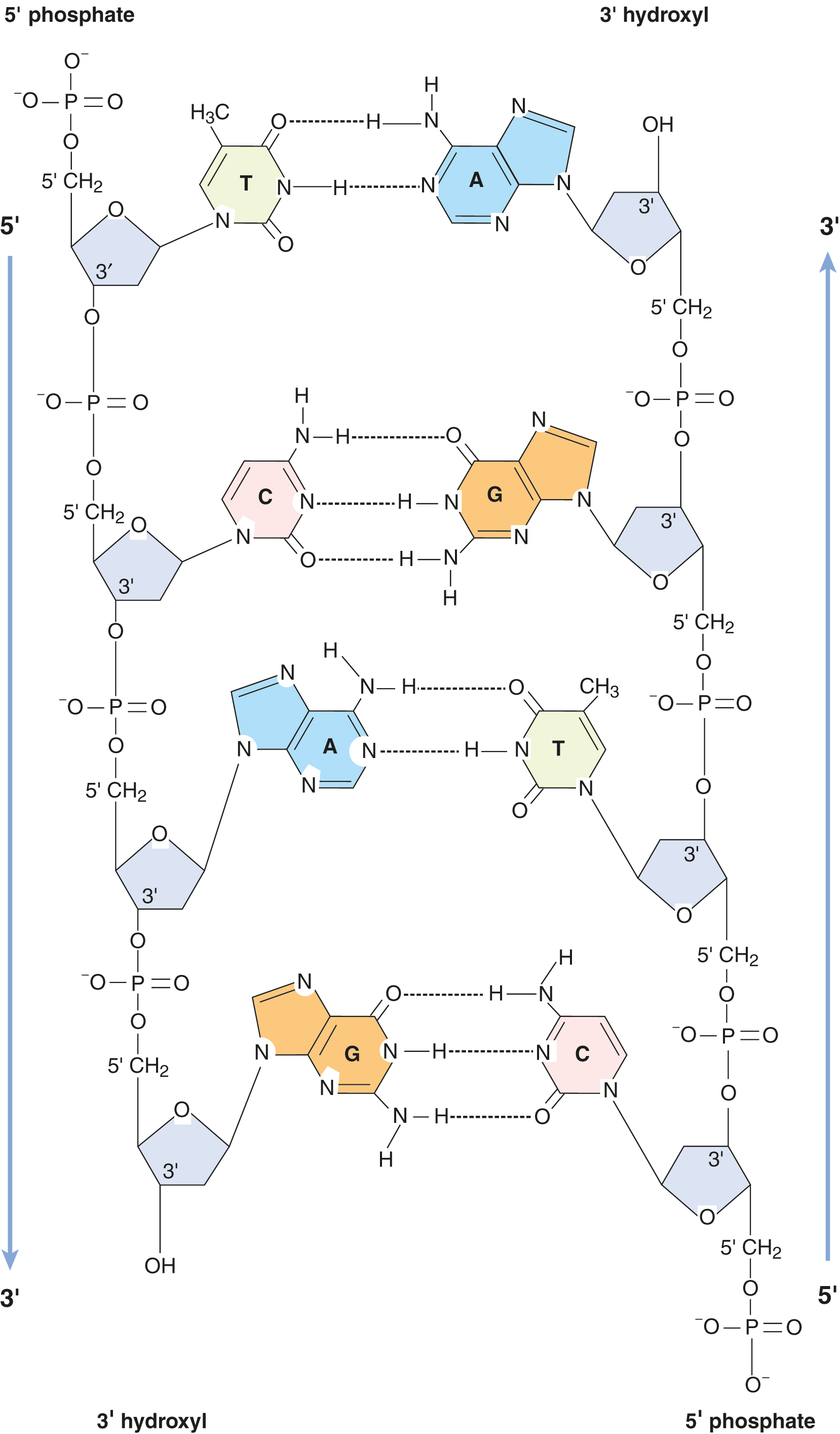 antiparallel strands with A-T and C-G base pairs