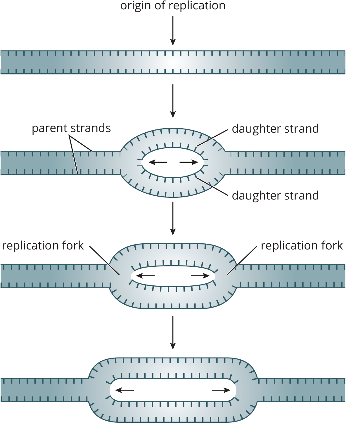 origin of replication leads to two replication forks in opposite directions, with parent and daughter strands in each