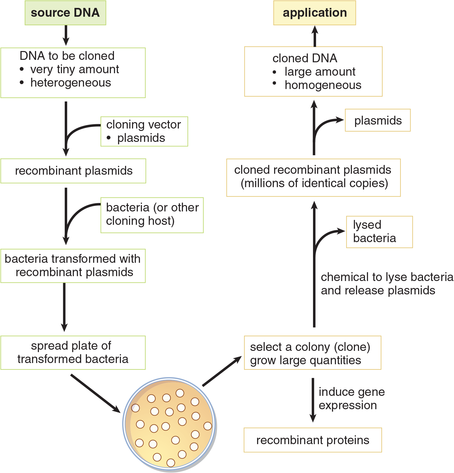 source DNA formed into recombinant plasmids and carried into bacteria, which grow; colony can then be induced to express gene, forming recombinant proteins, or lysed to release multiplied, purified, cloned DNA