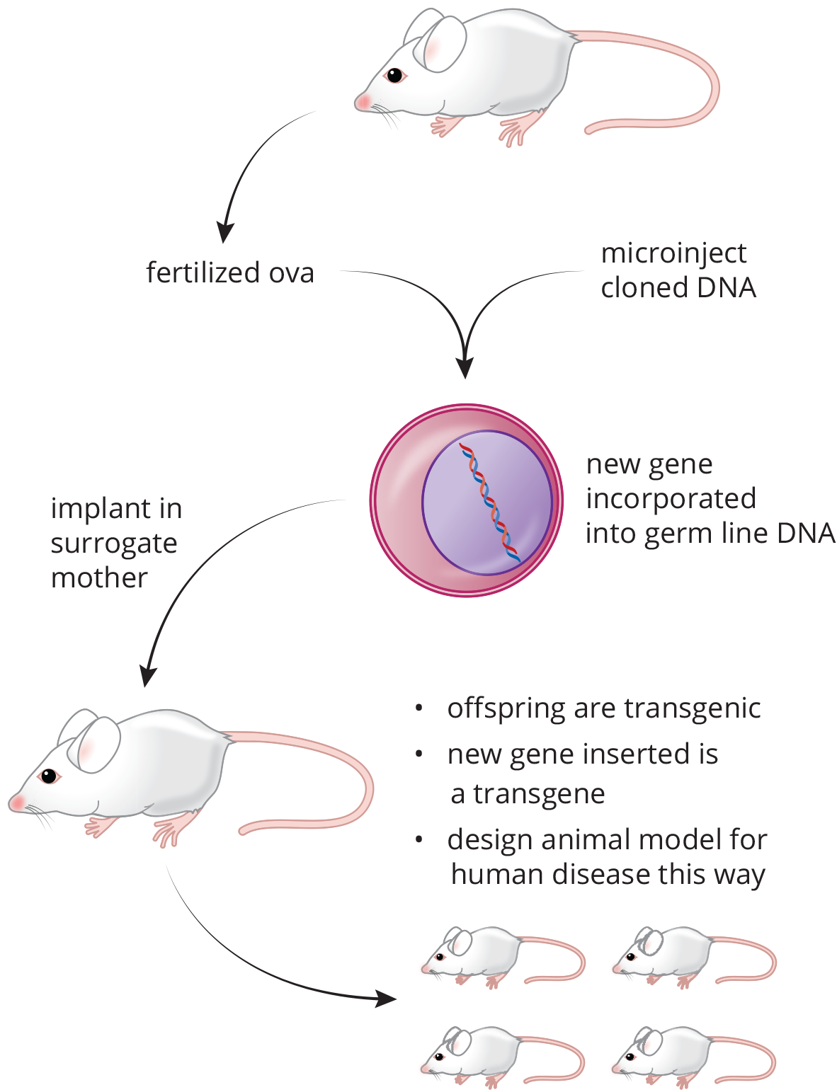 cloned DNA microinjected into fertilized ova, incorporate into germ line DNA; ova implanted into mother, who produces transgenic offspring