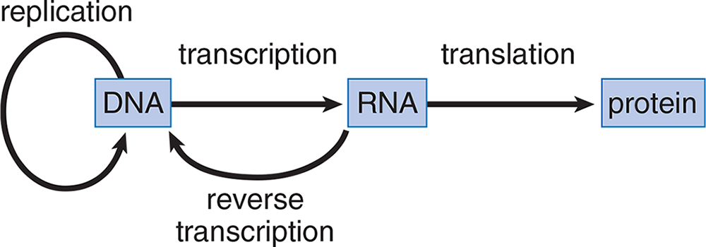 DNA is replicated or transcribed to RNA; RNA is translated to protein or reverse transcribed to DNA