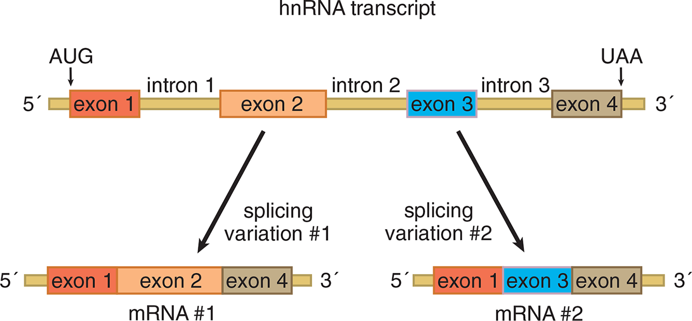 one hrRNA subscript divided into two mRNA molecules; mRNA 1 has exons 1, 2, and 4; RNA 2 has exons 1, 3, and 4
